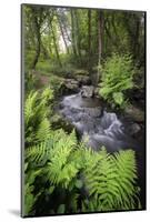 Le Ruisseau Du Pont Dom Jean-Philippe Manguin-Mounted Photographic Print