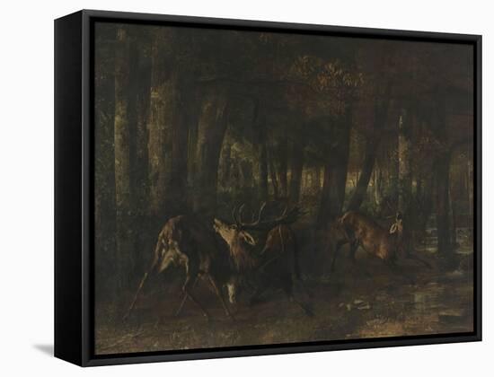 Le rut du printemps, combat de cerfs-Gustave Courbet-Framed Stretched Canvas