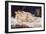 Le Sommeil-Gustave Courbet-Framed Giclee Print