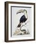 Le Toucan, c.1751-George Edwards-Framed Giclee Print