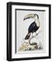 Le Toucan, c.1751-George Edwards-Framed Giclee Print