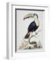 Le Toucan, c.1751-George Edwards-Framed Giclee Print