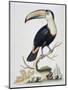 Le Toucan, c.1751-George Edwards-Mounted Giclee Print