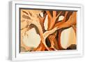 White Frame