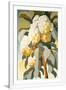 Gramercy White