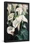 Essential Black
