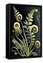 Canvas Black