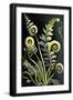 Black Frame