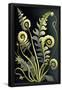Essential Black