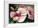White Frame