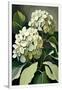 Gramercy White
