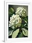 Gramercy White
