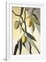 Gramercy White
