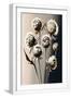 White Frame