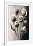 Gramercy White