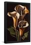 Essential Black
