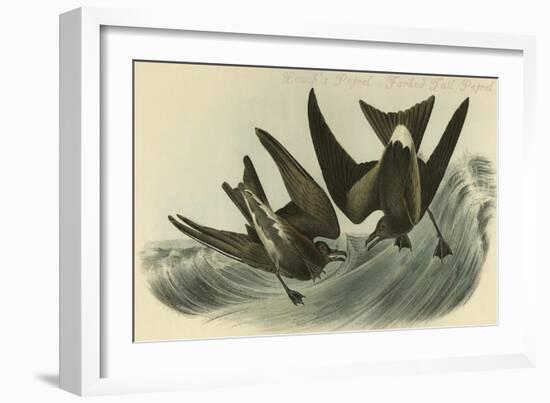 Leach's Petrel - Forked Tail Petrel-John James Audubon-Framed Art Print