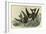 Leach's Petrel - Forked Tail Petrel-John James Audubon-Framed Art Print
