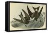 Leach's Petrel - Forked Tail Petrel-John James Audubon-Framed Stretched Canvas