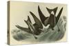 Leach's Petrel - Forked Tail Petrel-John James Audubon-Stretched Canvas