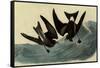 Leach's Petrels-John James Audubon-Framed Stretched Canvas