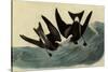 Leach's Petrels-John James Audubon-Stretched Canvas