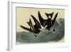 Leach's Petrels-John James Audubon-Framed Giclee Print