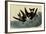 Leach's Petrels-John James Audubon-Framed Giclee Print