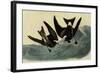 Leach's Petrels-John James Audubon-Framed Giclee Print