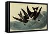 Leach's Petrels-John James Audubon-Framed Stretched Canvas