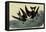 Leach's Petrels-John James Audubon-Framed Stretched Canvas