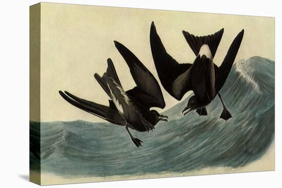 Leach's Petrels-John James Audubon-Stretched Canvas