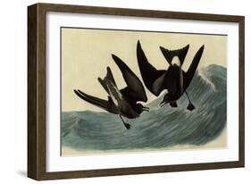 Leach's Petrels-John James Audubon-Framed Giclee Print