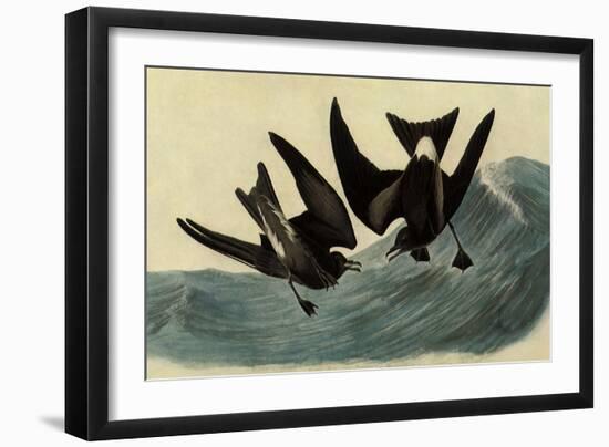 Leach's Petrels-John James Audubon-Framed Giclee Print