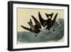 Leach's Petrels-John James Audubon-Framed Giclee Print