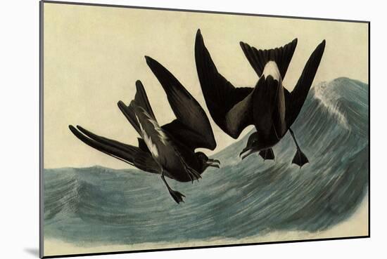 Leach's Petrels-John James Audubon-Mounted Giclee Print