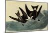 Leach's Petrels-John James Audubon-Mounted Giclee Print