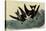 Leach's Petrels-John James Audubon-Stretched Canvas