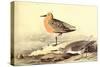 Leach's Petril-John James Audubon-Stretched Canvas