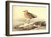 Leach's Petril-John James Audubon-Framed Art Print