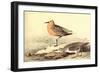 Leach's Petril-John James Audubon-Framed Art Print