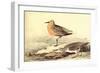 Leach's Petril-John James Audubon-Framed Art Print