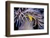 Leach's spider crab sheltering in Snakelocks anemone-Alex Mustard-Framed Photographic Print