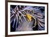 Leach's spider crab sheltering in Snakelocks anemone-Alex Mustard-Framed Photographic Print