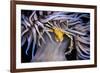 Leach's spider crab sheltering in Snakelocks anemone-Alex Mustard-Framed Photographic Print