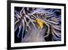 Leach's spider crab sheltering in Snakelocks anemone-Alex Mustard-Framed Photographic Print