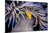 Leach's spider crab sheltering in Snakelocks anemone-Alex Mustard-Mounted Photographic Print