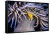 Leach's spider crab sheltering in Snakelocks anemone-Alex Mustard-Framed Stretched Canvas