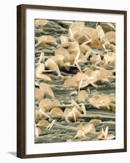 Lead Oxide Crystals on Lead, SEM-Dr. Kari Lounatmaa-Framed Photographic Print