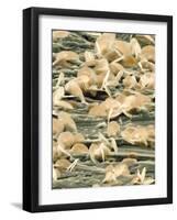 Lead Oxide Crystals on Lead, SEM-Dr. Kari Lounatmaa-Framed Photographic Print